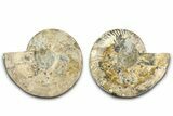 Large Cut & Polished Ammonite Fossil - Madagasar #382598-1